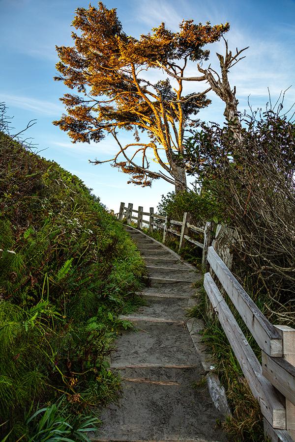 Up the steps from the beach and onward to the forests, Olympic National Park / Rebecca Latson