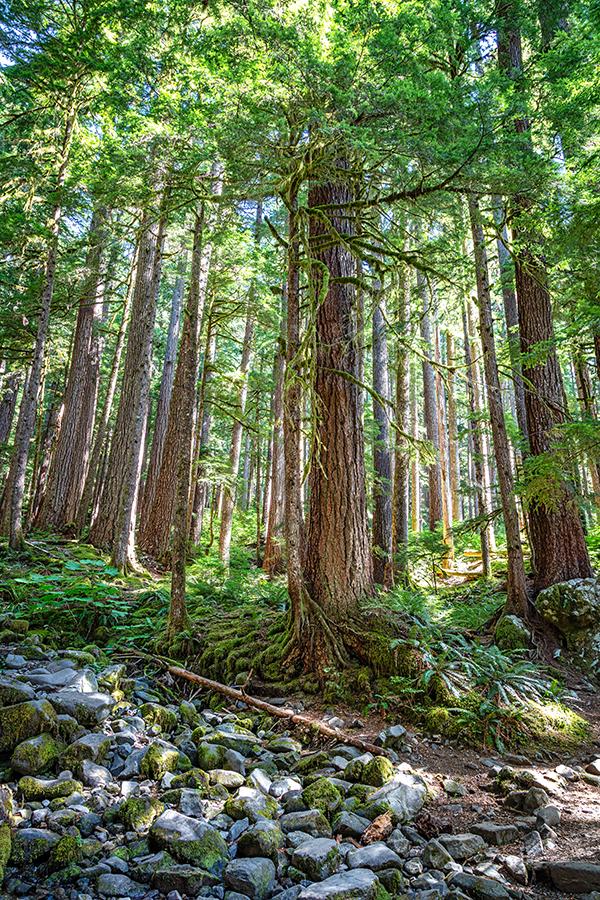 Trees along the Sol Duc Falls trail, Olympic National Park / Rebecca Latson