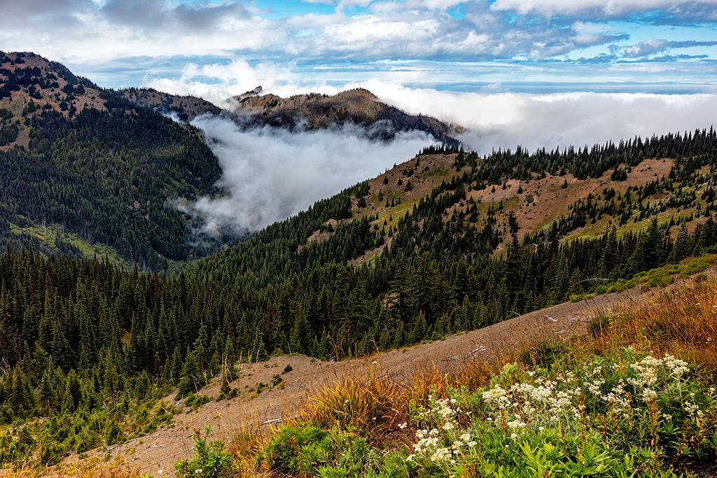 An international view toward Canada, Hurricane Ridge, Olympic National Park / Rebecca Latson