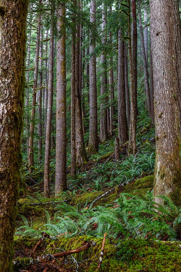 Tall tree scenery along the Sol Duc Road, Olympic National Park / Rebecca Latson