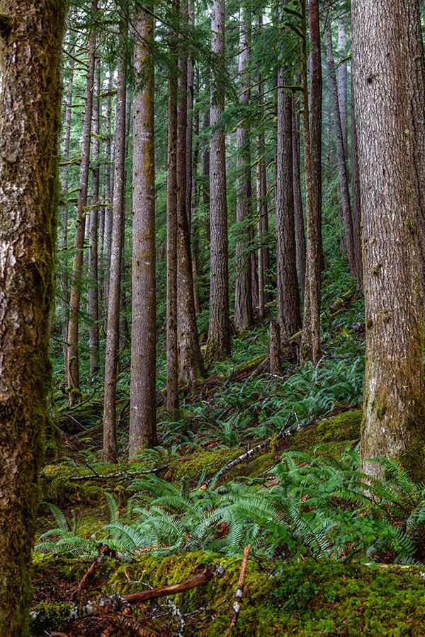 The geometry of tall trees along the North Fork Sol Duc Trail, Olympic National Park / Rebecca Latson