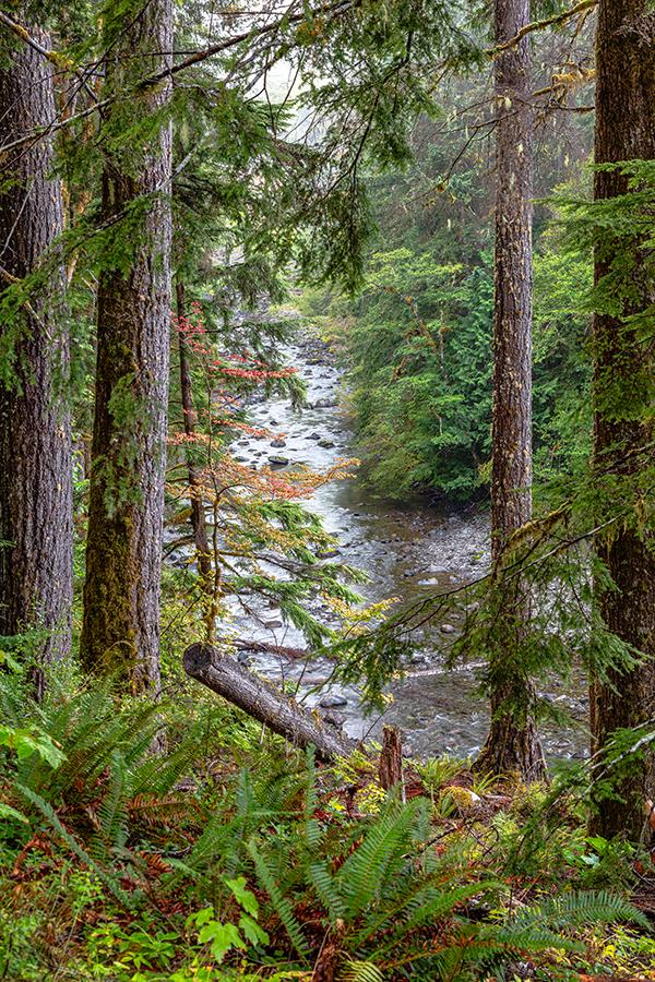 An upriver view of the Sol Duc River, Olympic National Park / Rebecca Latson