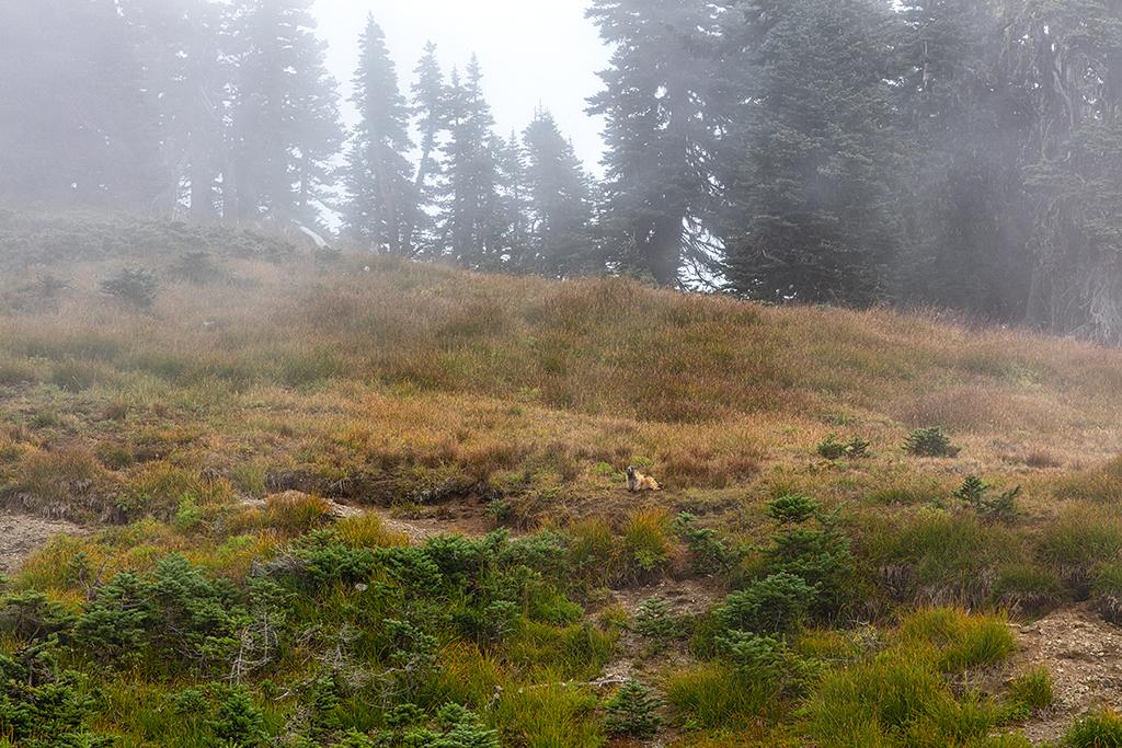 I spy with my little eye ... Olympic National Park / Rebecca Latson