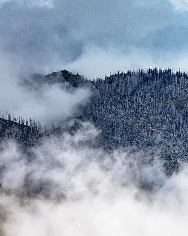 Evidence of a past forest fire at Hurricane Ridge, Olympic National Park / Rebecca Latson