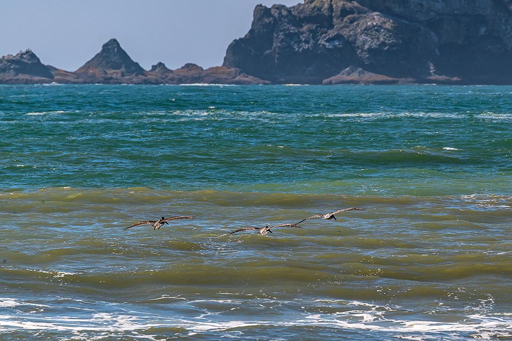 Cruising the currents at Rialto Beach, Olympic National Park / Rebecca Latson