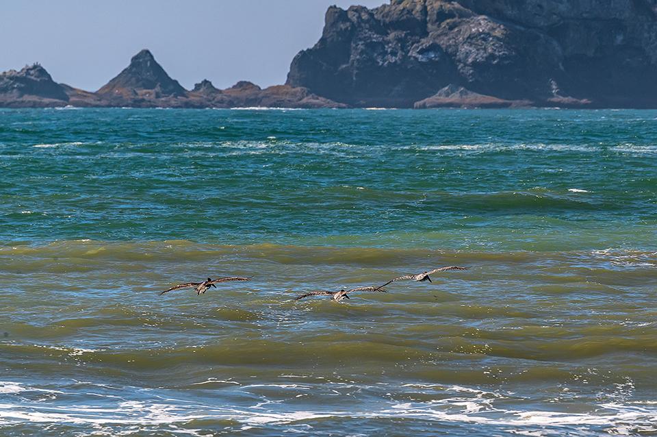 Pelicans cruising the currents at Rialto Beach, Olympic National Park /  Rebecca Latson