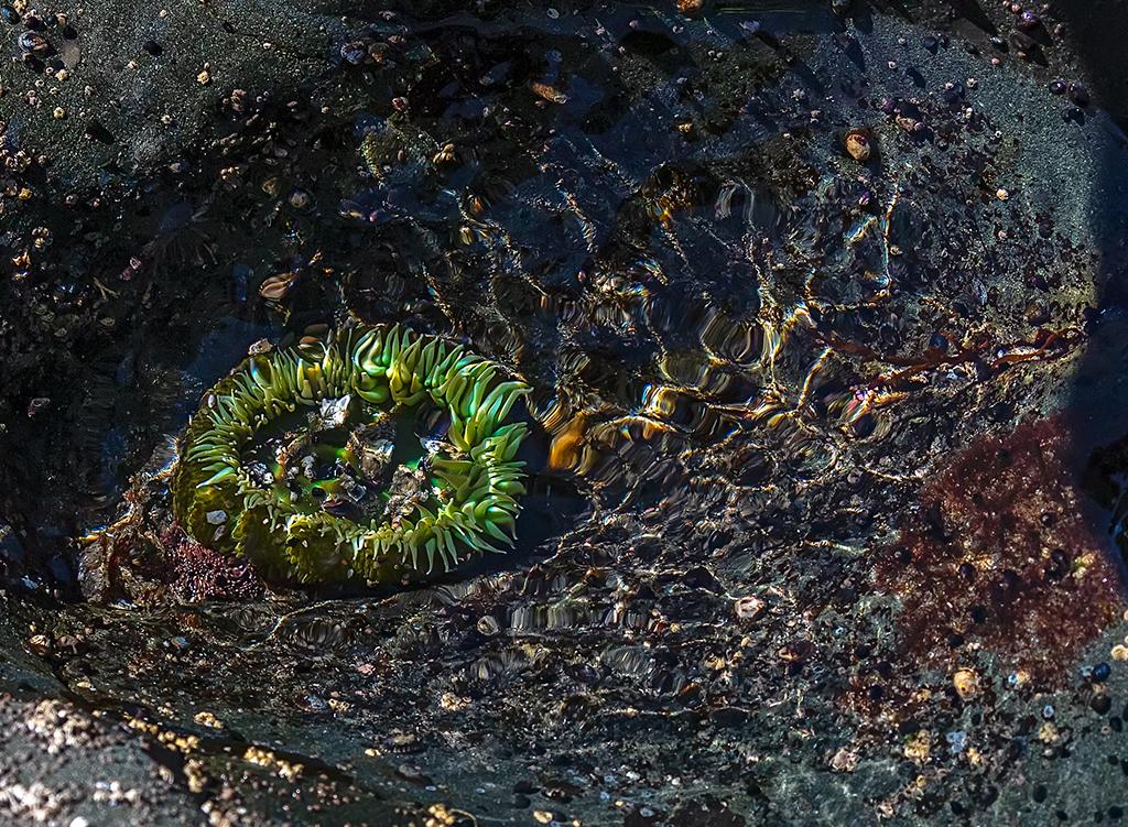 Sea life beneath the rippled water, Kalaloch Beach, Olympic National Park / Rebecca Latson