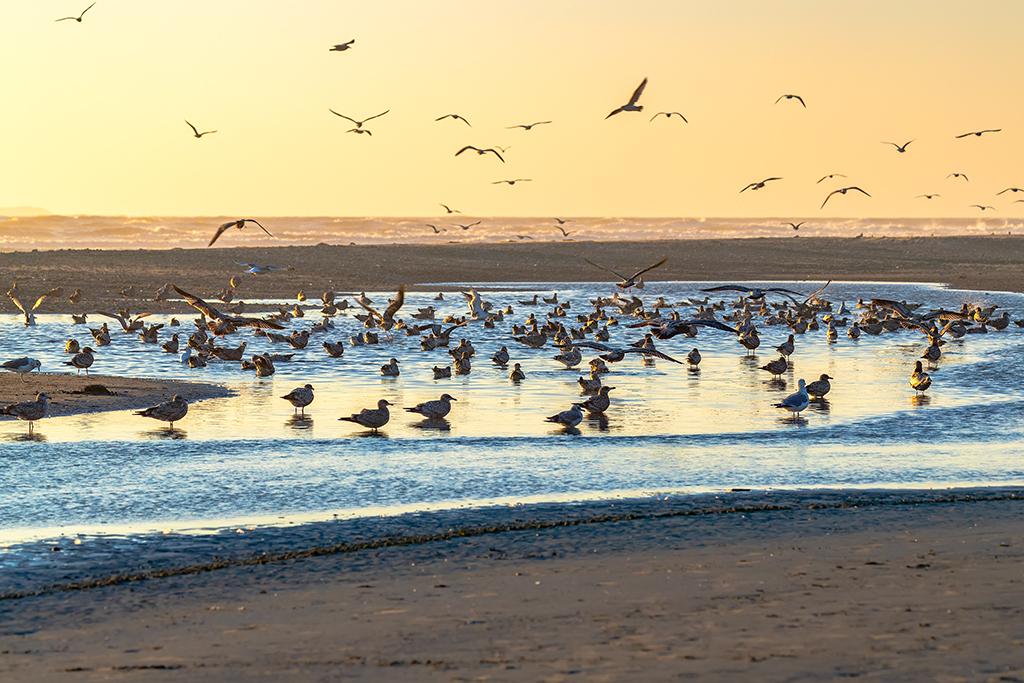 Gulls on the ground at Kalaloch Beach, Olympic National Park / Rebecca Latson