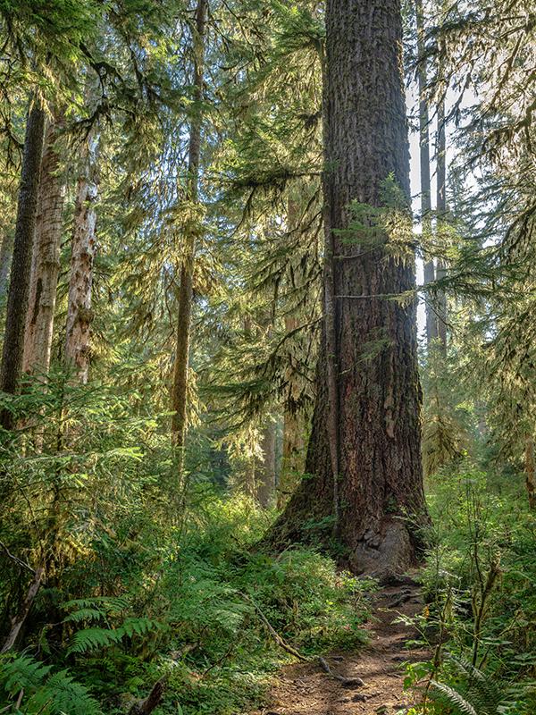 A tree hugger, Hoh Rain Forest, Olympic National Park / Rebecca Latson
