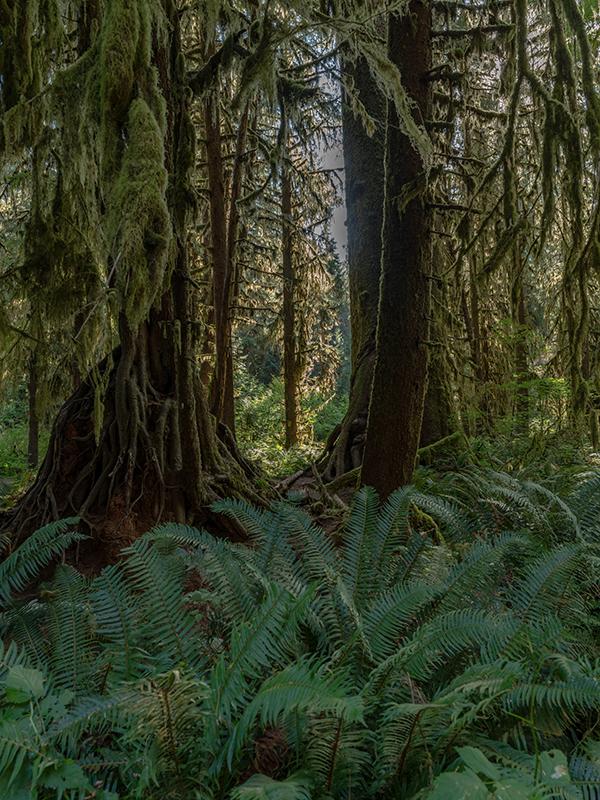 Looking through the trees - original shot, Hoh Rain Forest, Olympic National Park / Rebecca Latson