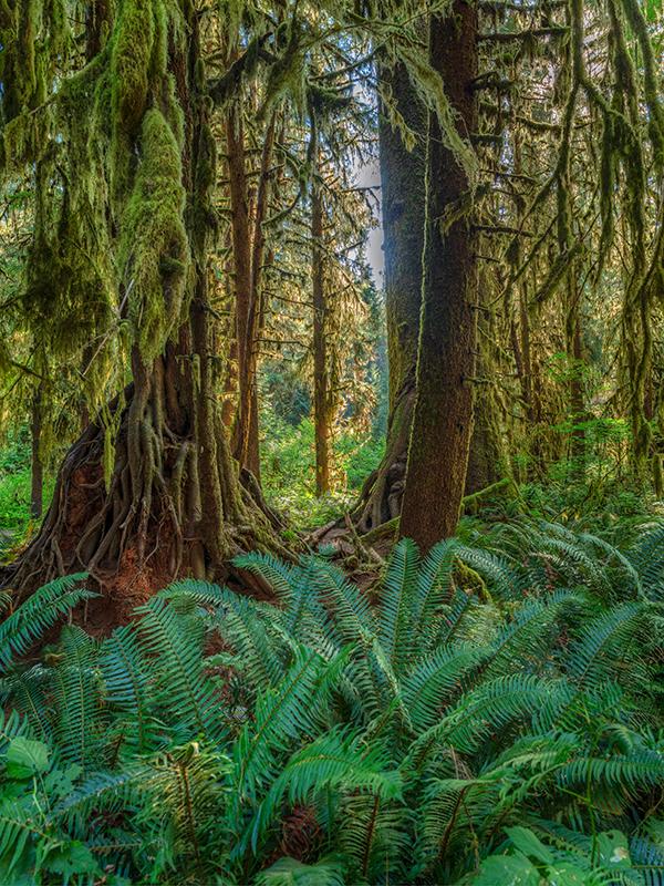 Looking through the trees - HDR, Hoh Rain Forest / Rebecca Latson