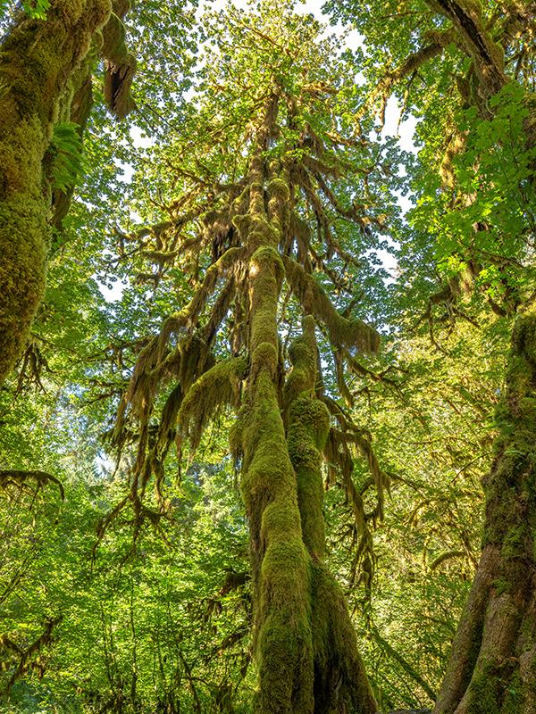 A tall, mossy tree in the Hoh Rain Forest, Olympic National Park / Rebecca Latson
