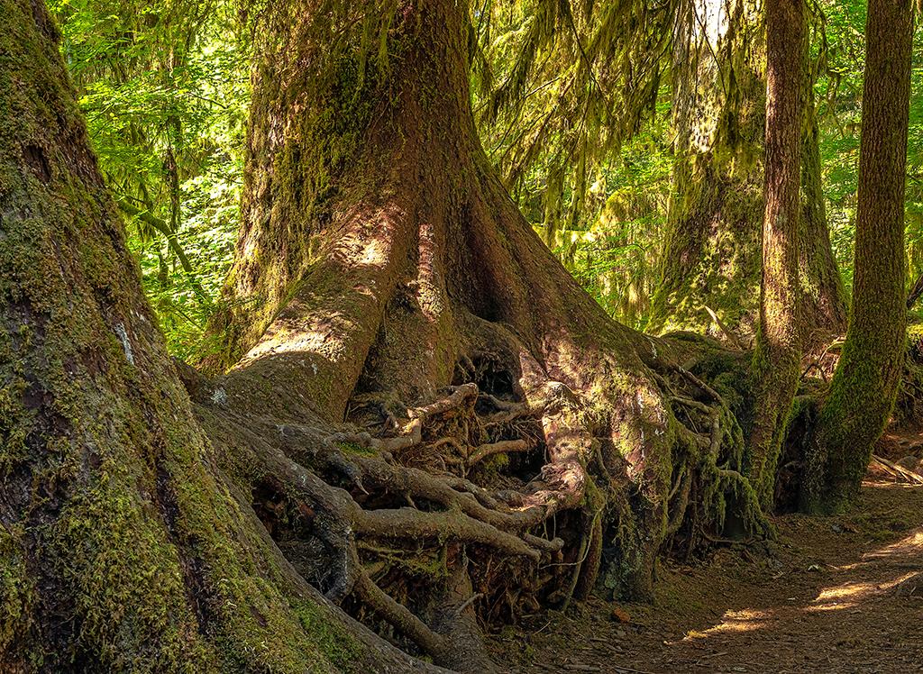 Grown from and over a nurse log, Hoh Rain Forest, Olympic National Park / Rebecca Latson