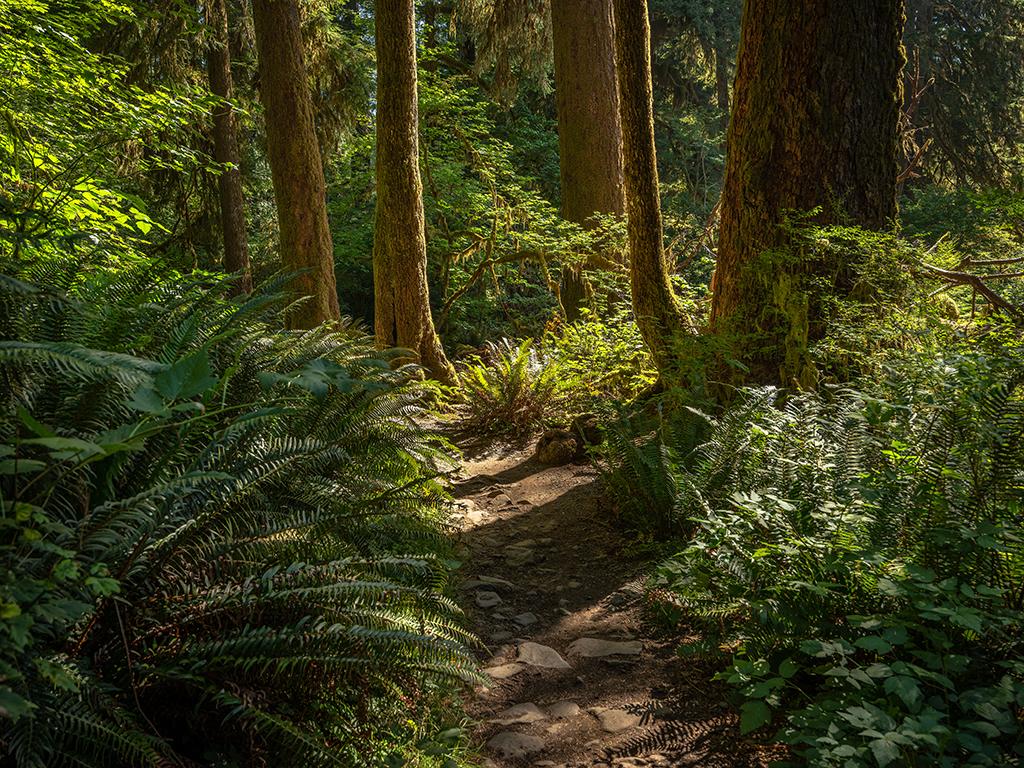 A trail through the Hoh Rain Forest, Olympic National Park / Rebecca Latson