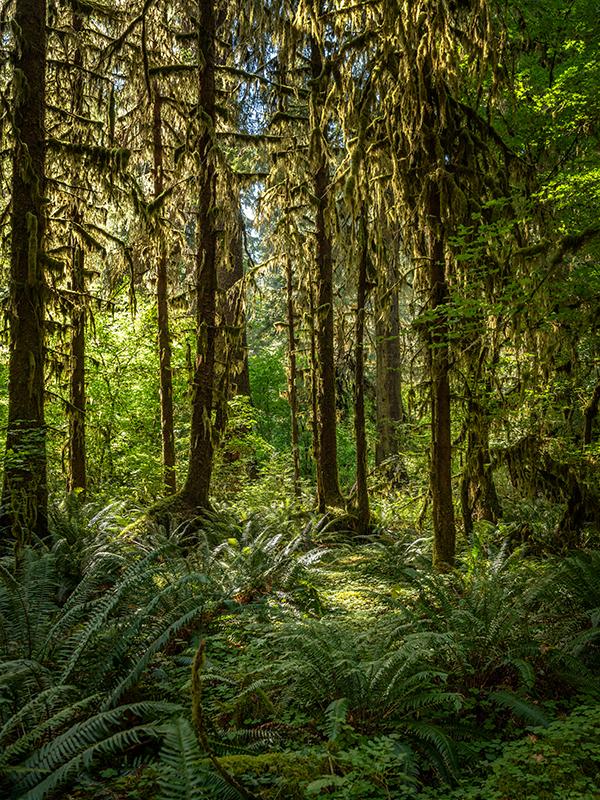 Scenery along the Hall of Mosses trail, Hoh Rain Forest, Olympic National Park / Rebecca Latson
