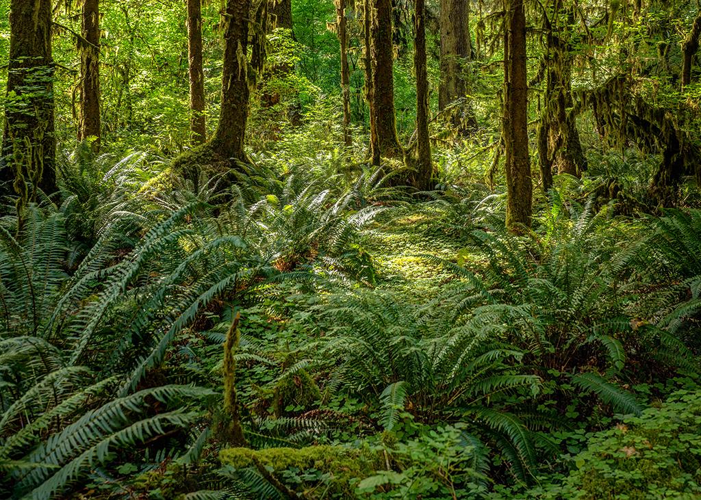 Hoh rain forest scenery, Olympic National Park / Rebecca Latson