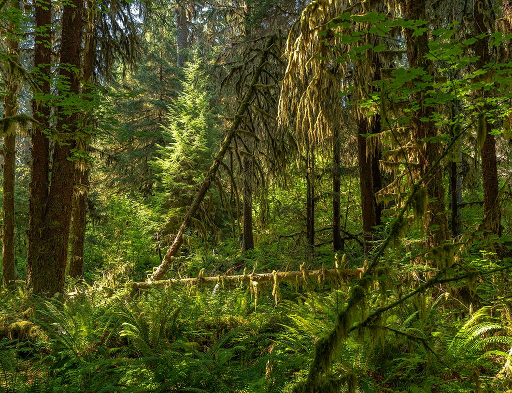 Looking deep into the rain forest along the Hall of Mosses trail, Hoh Rain Forest, Olympic National Park / Rebecca Latson Looking deep into the rain forest along the Hall of Mosses trail, Hoh Rain Forest, Olympic National Park / Rebecca Latson