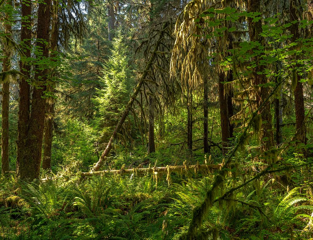 Looking deep into the rain forest along the Hall of Mosses trail, Hoh Rain Forest, Olympic National Park / Rebecca Latson