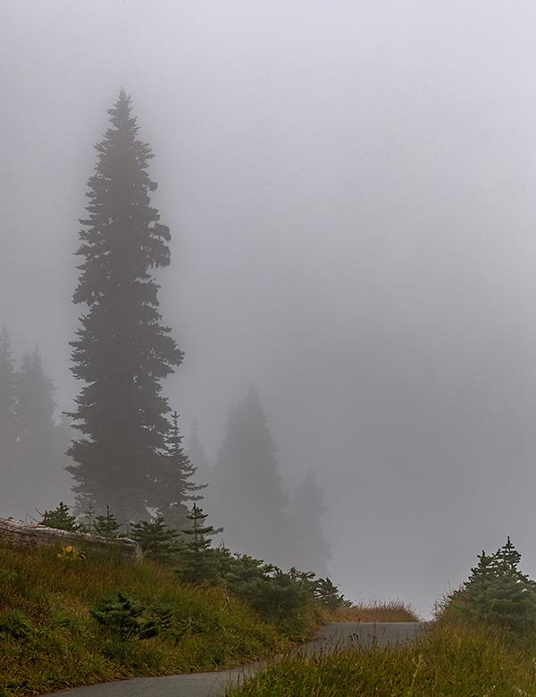The trail through the mist at Hurricane Ridge, Olympic National Park / Rebecca Latson