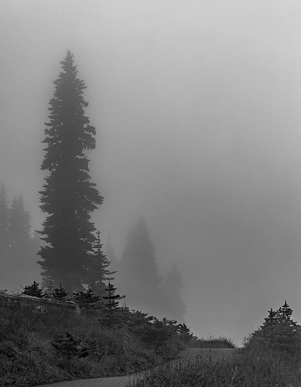 The trail through the monochrome mist at Hurricane Ridge, Olympic National Park / Rebecca Latson