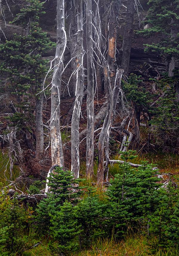 The living and the dead, in color, Hurricane Ridge, Olympic National Park / Rebecca Latson