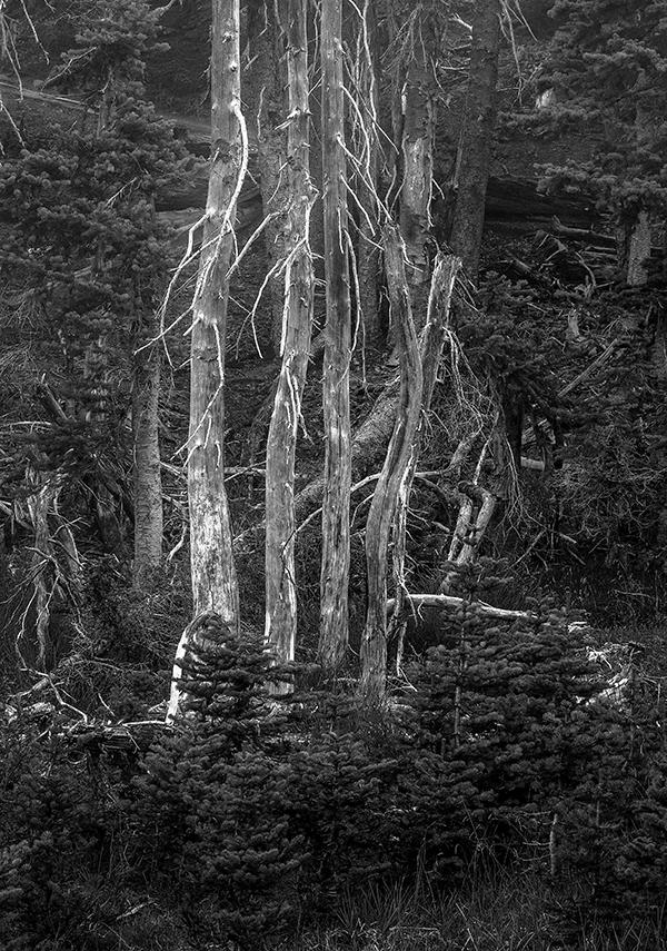 The living and the dead, in monochrome, Hurricane Ridge, Olympic National Park / Rebecca Latson