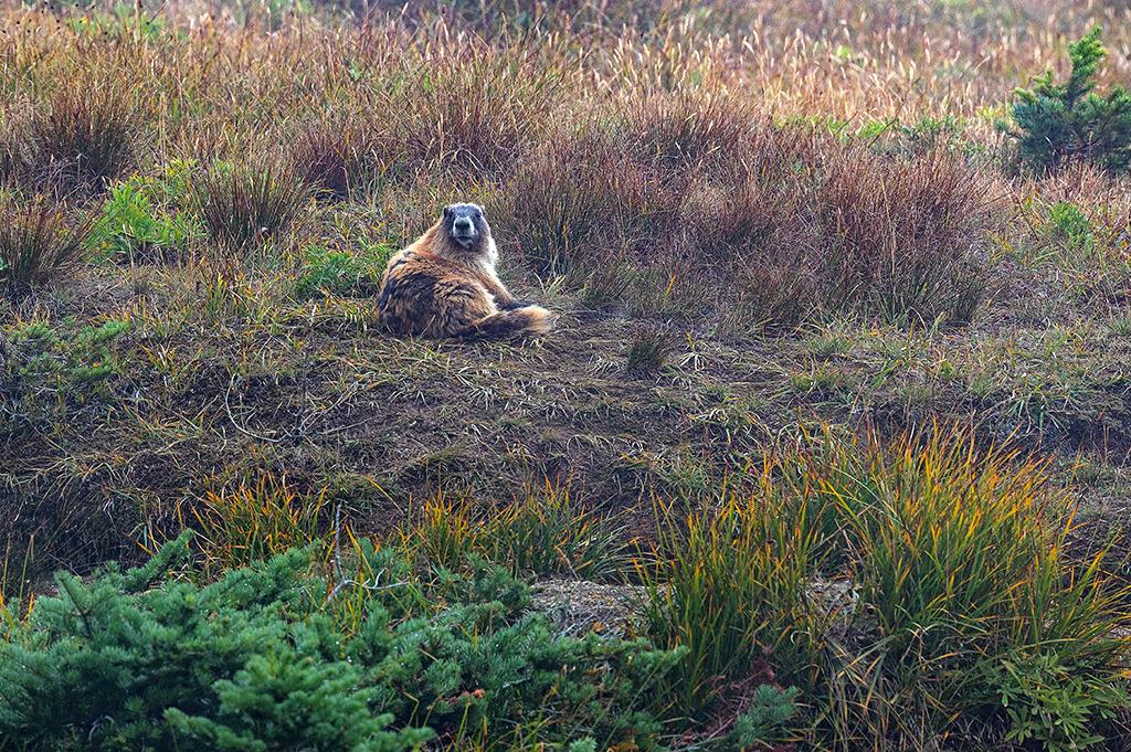 ...an Olympic marmot in the mist, Hurricane Ridge, Olympic National Park / Rebecca Latson
