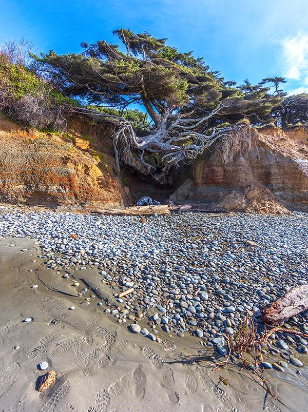 The "Tree of Life" at Kalaloch Beach, Olympic National Park / Rebecca Latson