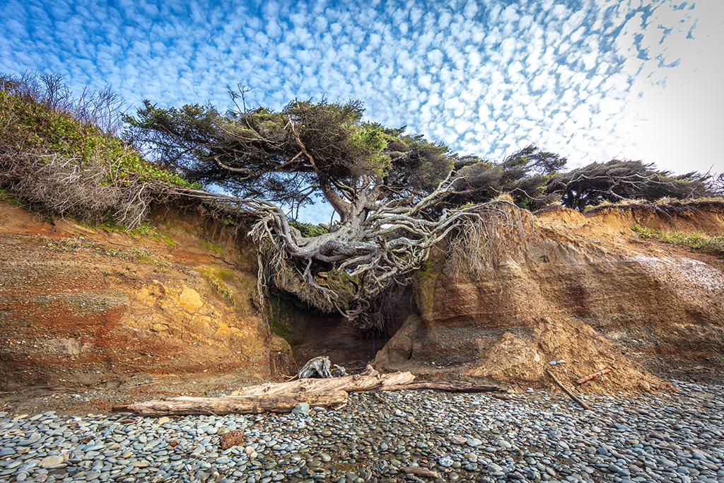 The "Tree of Life," aka the "Tree Cave," Kalaloch Beach, Olympic National Park / Rebecca Latson