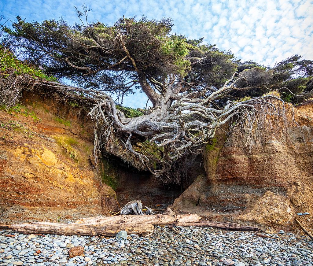 The "Tree of Life," aka the "Root Cave Tree," Olympic National Park / Rebecca Latson