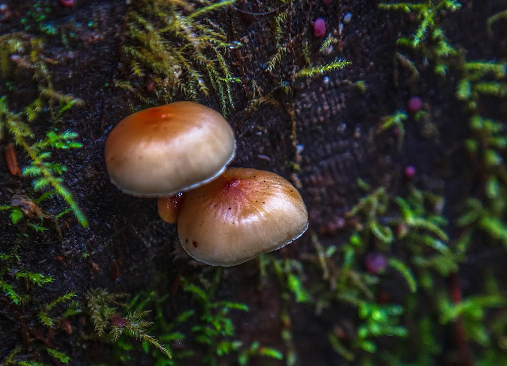 Delicate little 'shrooms, Olympic National Park / Rebecca Latson