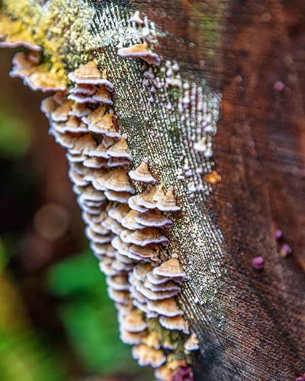 Fungi composition with a shallow depth of field, Olympic National Park / Rebecca Latson