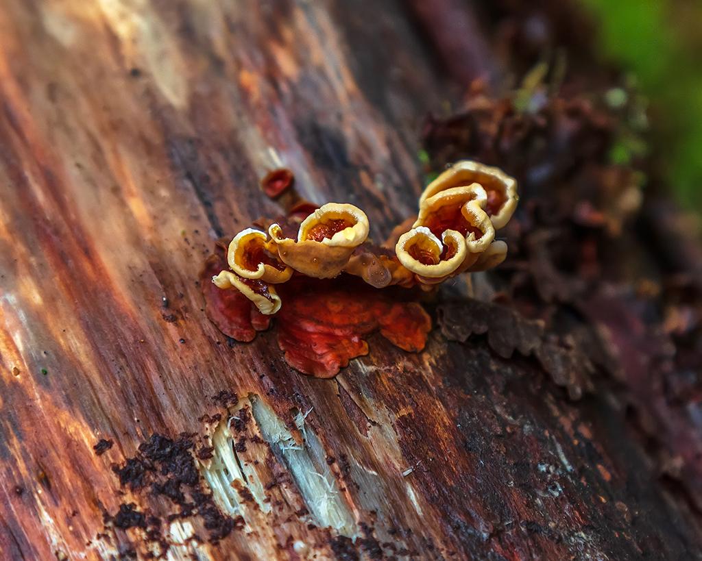 Fungus on the log, Olympic National Park / Rebecca Latson