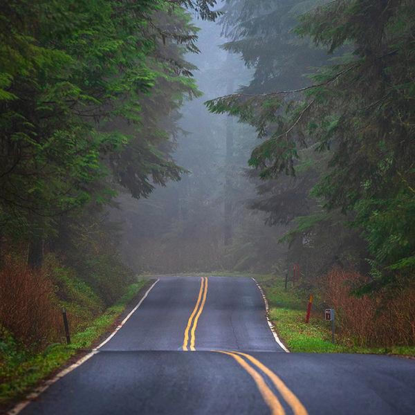 The road through the rainforest, Quinault Rainforest, Olympic National Park / Rebecca Latson