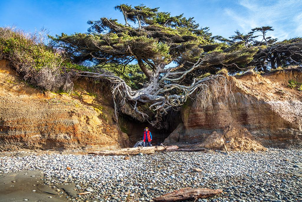 The photographer and the "Tree of Life," Olympic National Park / Rebecca Latson