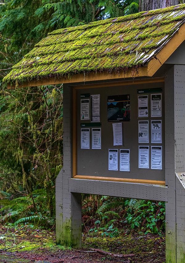 Moss-covered shingles, Quinault Rainforest, Olympic National Park / Rebecca Latson
