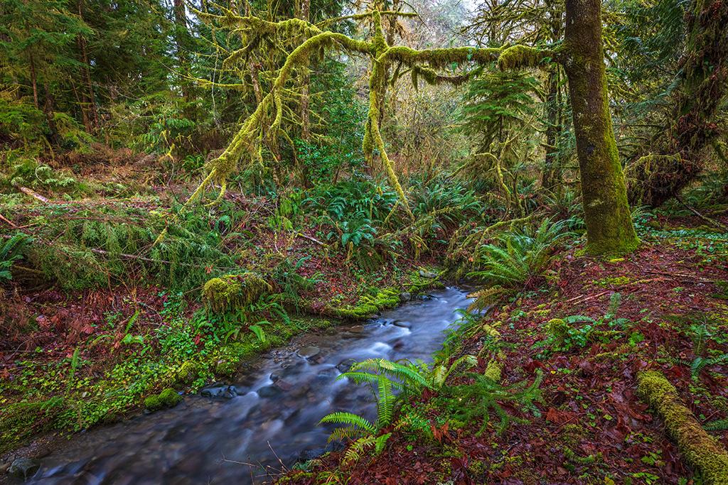 The view upstream at July Creek, Quinault Rainforest, Olympic National Park / Rebecca Latson
