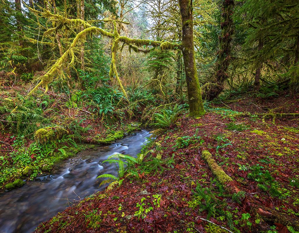 July Creek scenery, Quinault Rain Forest, Olympic National Park / Rebecca Latson