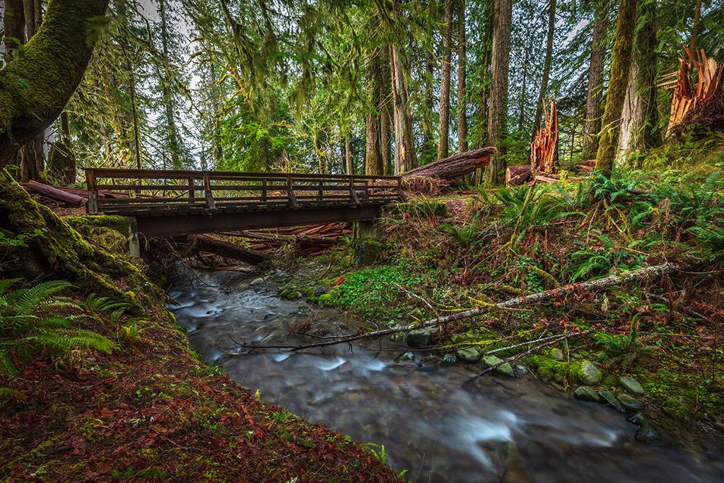 The bridge over July Creek, Quinault Rainforest, Olympic National Park / Rebecca Latson