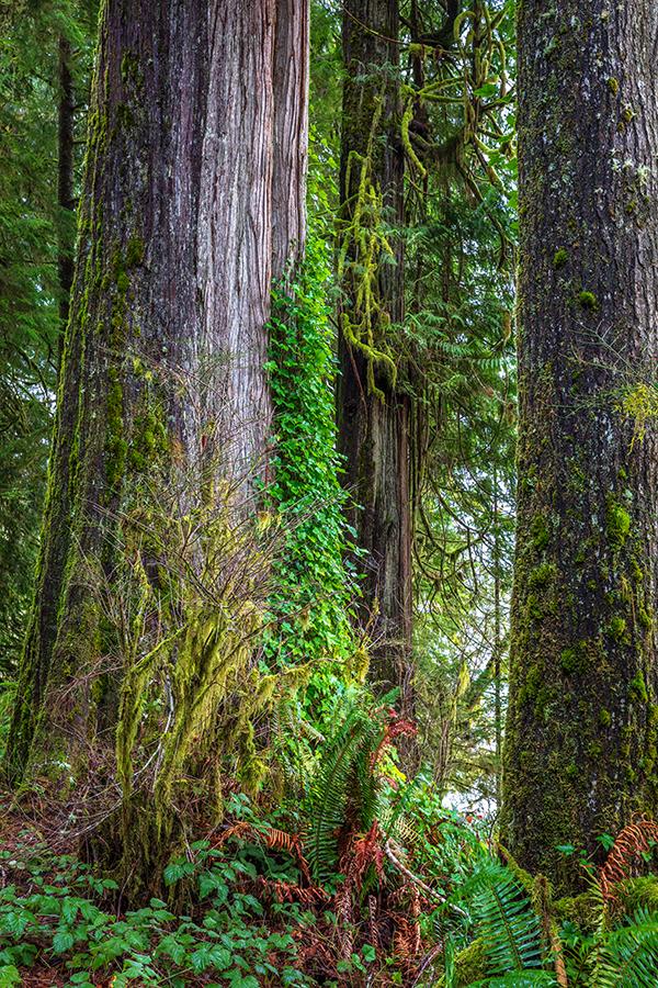 Ferns, moss and tree trunks, Quinault Rainforest, Olympic National Park / Rebecca Latson