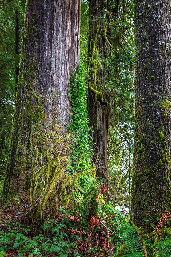 Ferns, ivy, moss and trees in the Quinault Rain Forest, Olympic National Park / Rebecca Latson