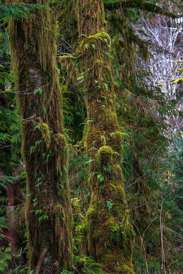Tree trunks, ferns and moss, Quinault Rainforest, Olympic National Park / Rebecca Latson
