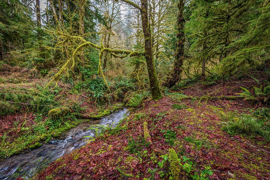 July Creek and surrounding rainforest scenery, Quinault Rainforest, Olympic National Park / Rebecca Latson