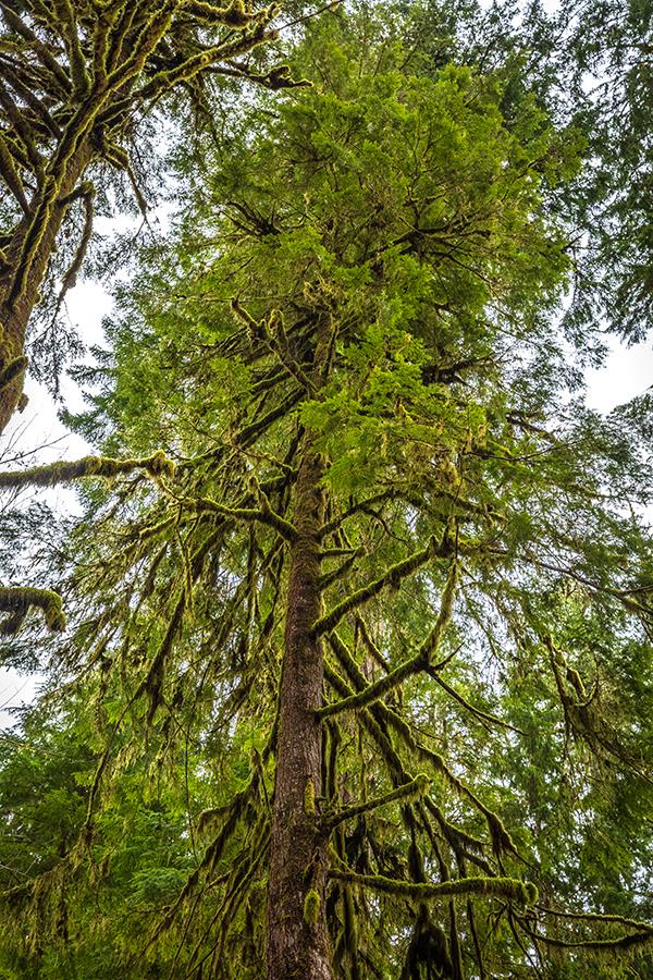 A very tall tree, Quinault Rainforest, Olympic National Park / Rebecca Latson