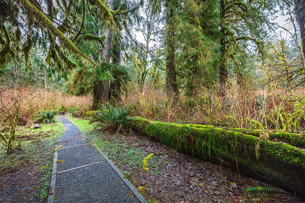 Ambling along the Maple Glade Rainforest Nature Trail, Quinault Rainforest, Olympic National Park / Rebecca Latson