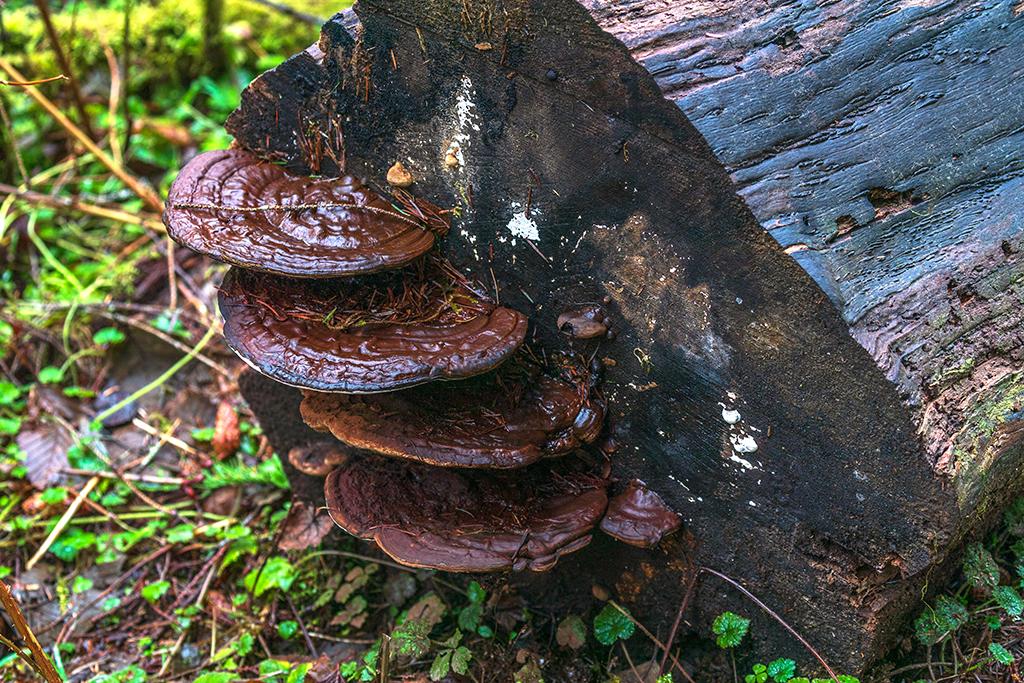 Fungus on a log, Olympic National Park / Rebecca Latson