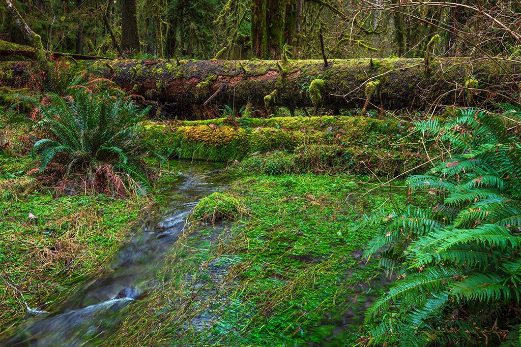 So many shades of green and brown, Quinault rainforest, Olympic National Park / Rebecca Latson