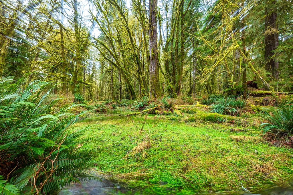 Dreaming in the rainforest, Quinault Rainforest, Olympic National Park / Rebecca Latson