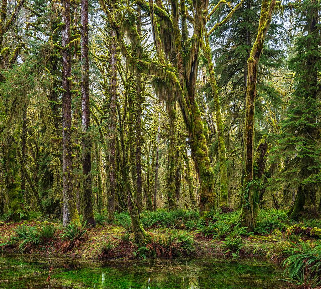 Quinault Rain Forest greens, Olympic National Park / Rebecca Latson