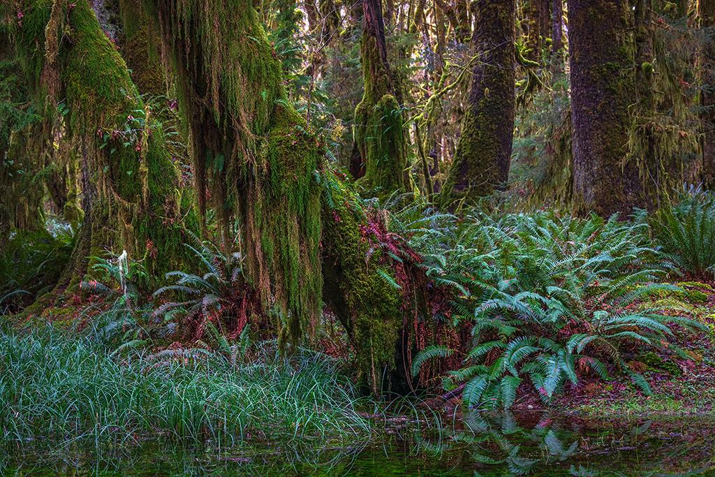 So many shades of green along the Maple Glade Rain Forest Trail, Olympic National Park / Rebecca Latson